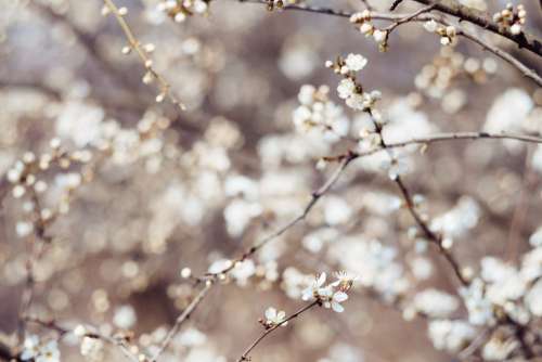 White tree blossom 13