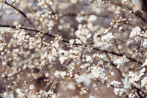 White tree blossom 15