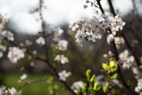 White tree blossom 16