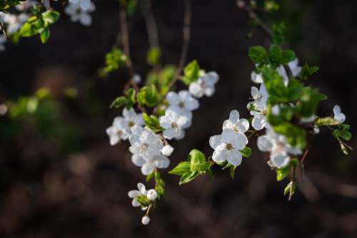 White tree blossom 21