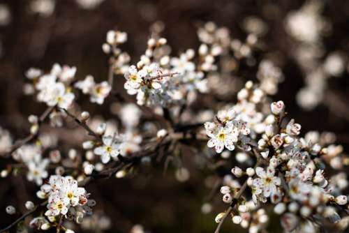 White tree blossom 22