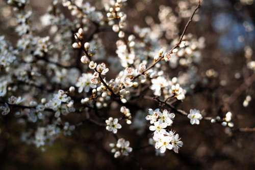 White tree blossom 23