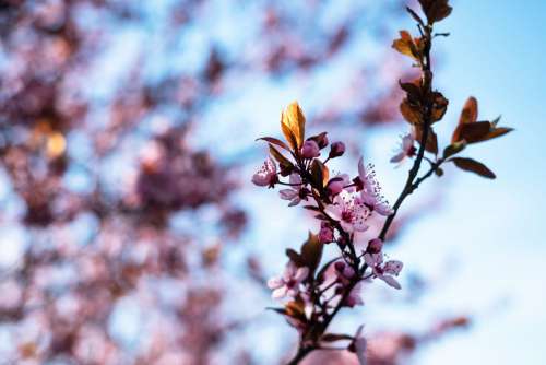 Cherry tree blossom 6