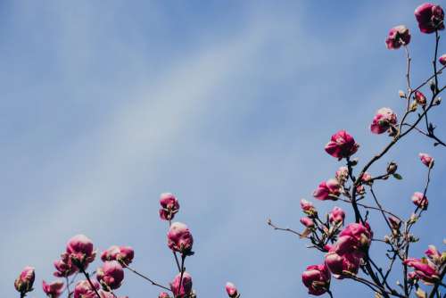 Magnolia tree blossom 3