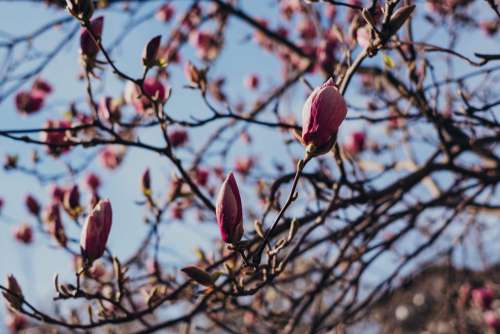 Magnolia tree blossom 6