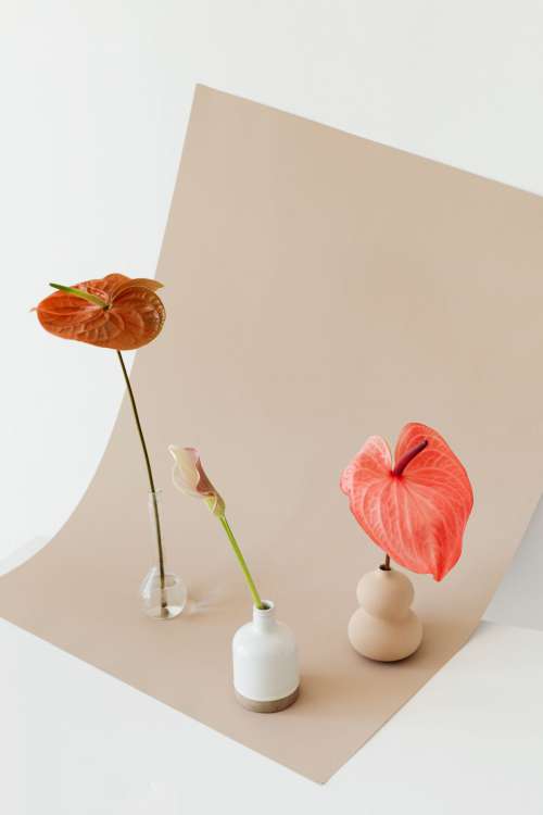 Flowers With Beige Background