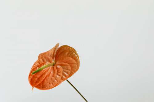 Flowers With Beige Background