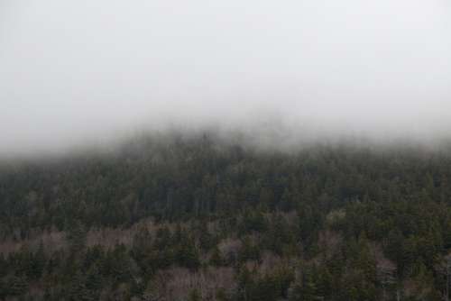 Forest Mountain Fog Free Photo
