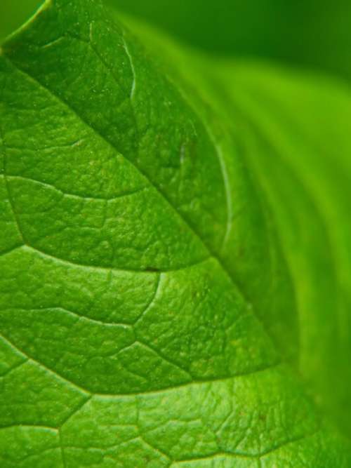 Green Leaf Macro Free Photo