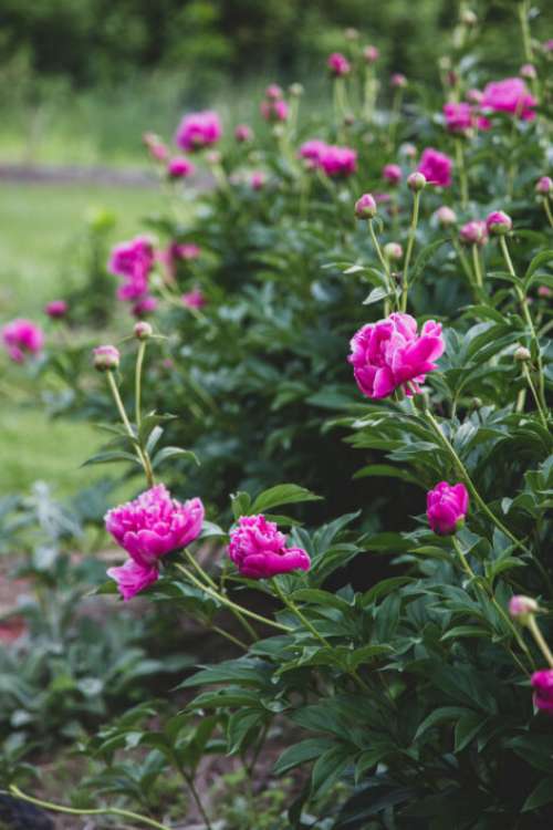 Pink Blossoms Garden Free Photo