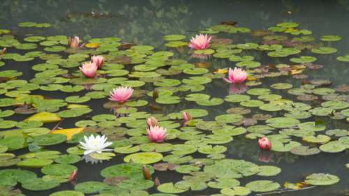 Water Lotus Pond Free Photo