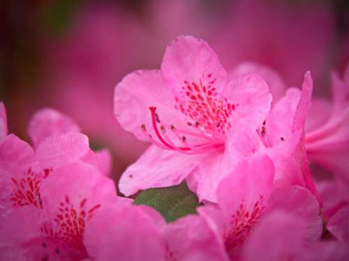 Pink Flowers Background Free Photo