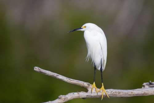 Bird Wildlife Egret Free Photo