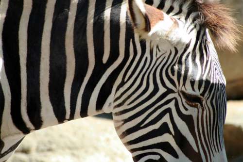 Zebra Animal Free Photo
