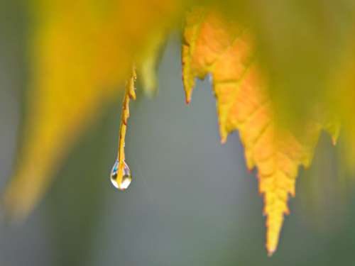Water Drop Leaf Free Photo