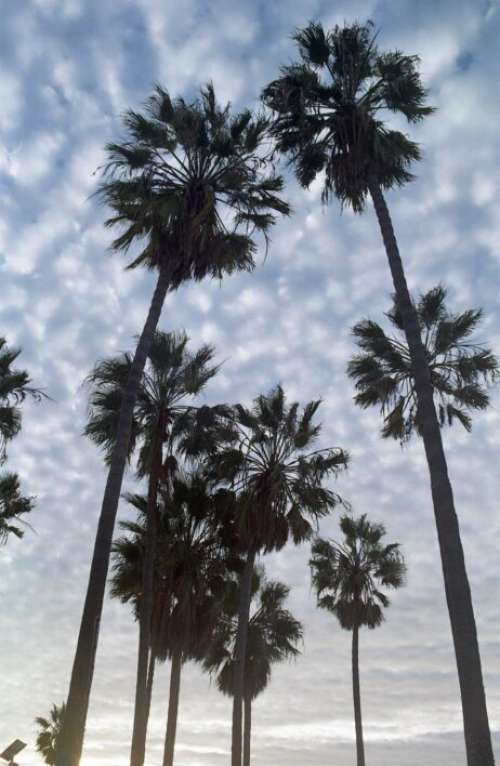 Palm Trees Sky Free Photo