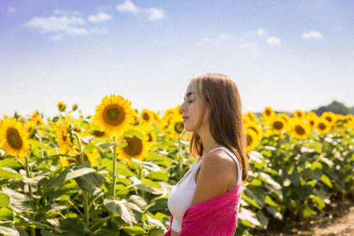 Enjoying the Sunlight In A Sunflower Field Photo