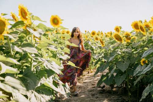Walking Between Rows Of Blooming Sunflowers Photo
