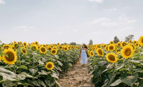 Woman In White Sundress Runs Between Sunflowers Photo