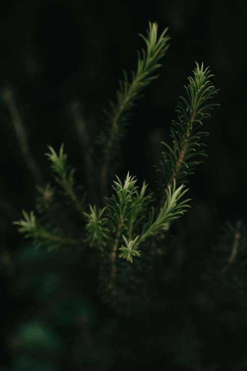 Close Up Of The Tips Of Evergreen Needles Photo