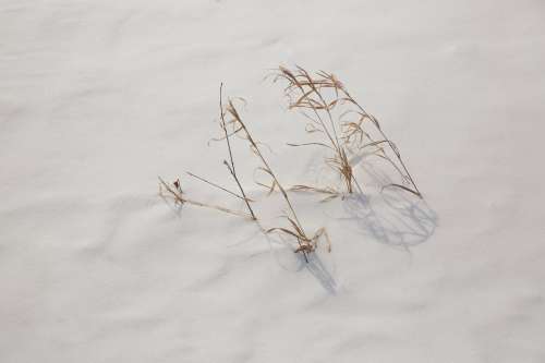 Brown Grass Pokes Out Of Freshly Fallen Snow Photo