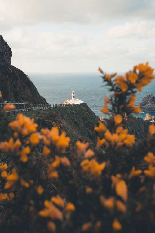 Lighthouse By The Ocean Through Flowers On A Tree Photo