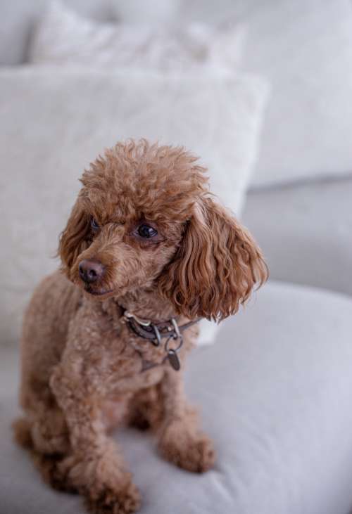 Small Fluffy Brown Dog Sits On A White Couch Photo