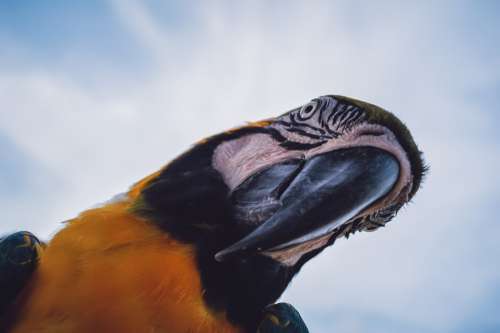 Portrait Of A Parrot Looking Down At The Camera Photo