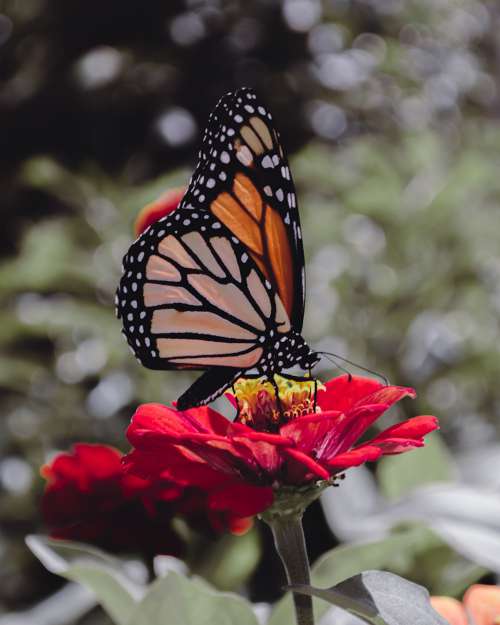 A Monarch Butterfly Rests On A Red Flower Photo