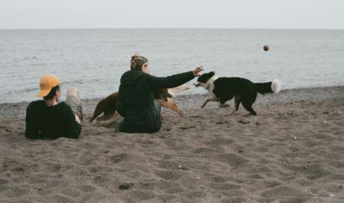 Two People Sit On A Beach Throwing A Ball For Two Dogs Photo