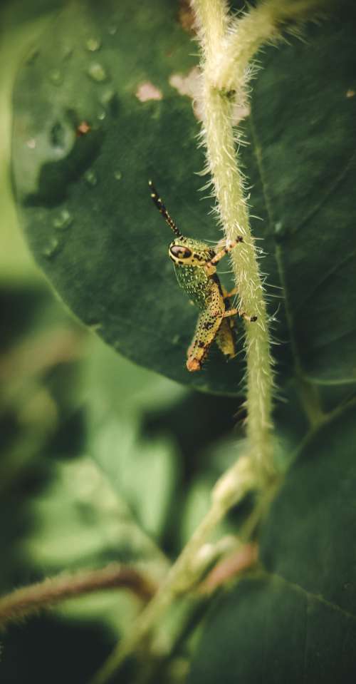 Close Up Of A Grasshopper Photo