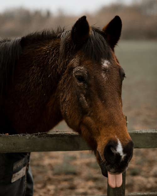 A Horse With Their Tongue Out By A Wooden Fence Photo
