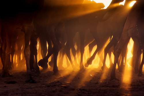 Golden Light Beams And Animals Legs Photo