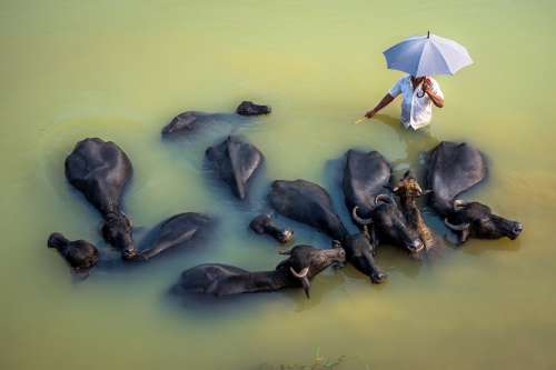 Person Holding An Umbrella Surrounded By Animals Photo