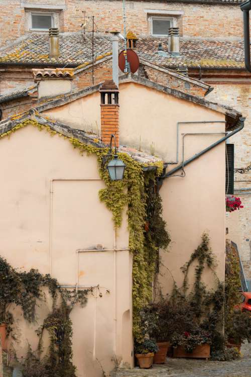 Side Of A Buildings With Vines Growing Over The Side Photo