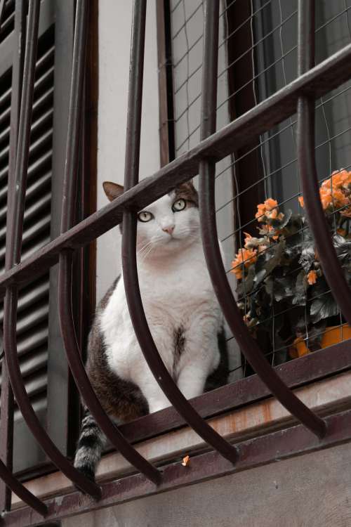 Black And White Cat On A Window Ledge Behind Bars Photo