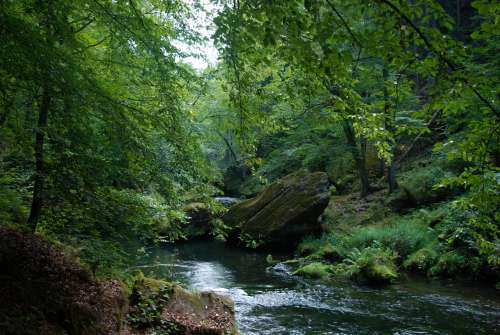 Lush Forest Above A Flowing River Photo