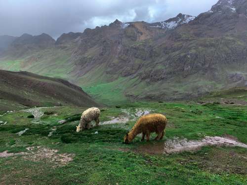 Two Sheep Graze On A Green Grassy Hillside Photo