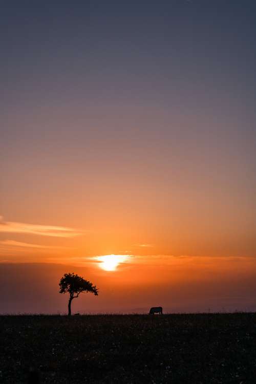 A Single Tree And Cow Silhouetted By The Sunrise Photo