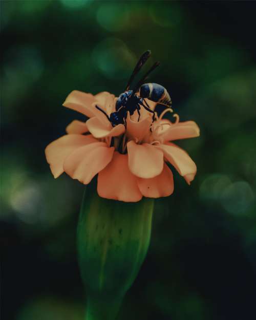 A Wasp Sits In An Orange Flower Photo