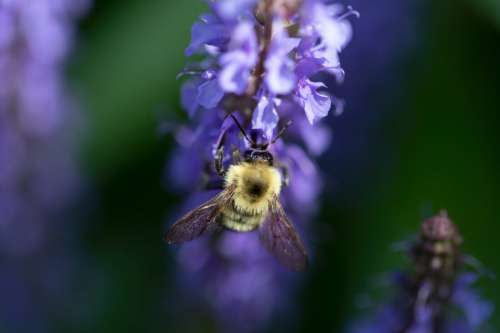 Bee Flower Macro