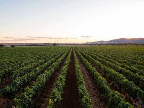 Wine Vineyard Landscape