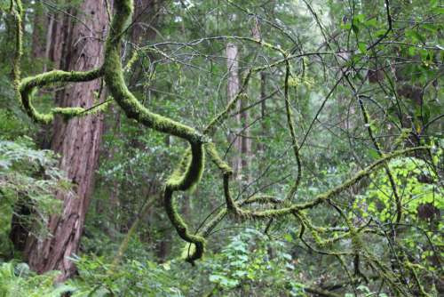 Moss Tree Forest Free Photo