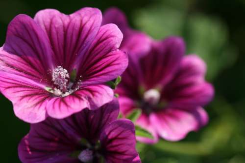 Purple Flower Background Free Photo