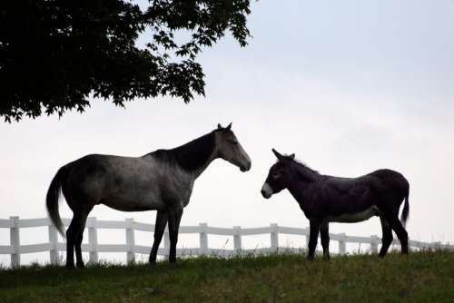 Horse Pasture Fence Free Photo