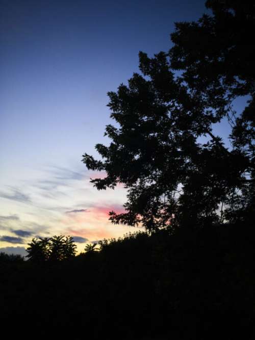 Sunset Trees Free Photo