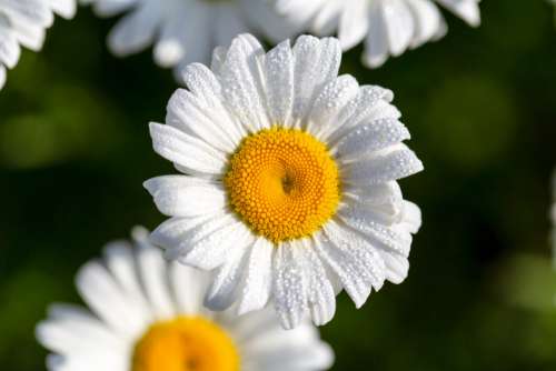 White Daisy Flower Free Photo