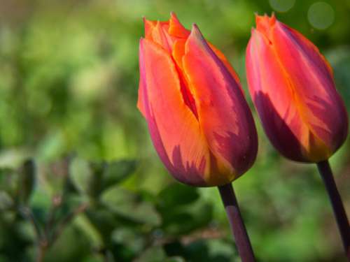 Tulips Background Flower Free Photo