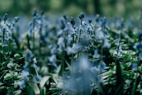 Close Up Of Wild Blue Bell Flowers With Green Stems Photo