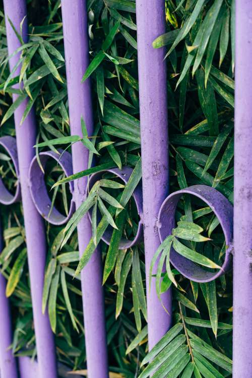 Purple Fence With Lush Green Leaves Photo